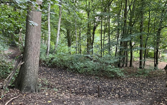 Bos te koop in Holsbeek